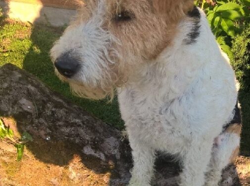 Region: Podczas upału pamiętaj o zwierzętach.