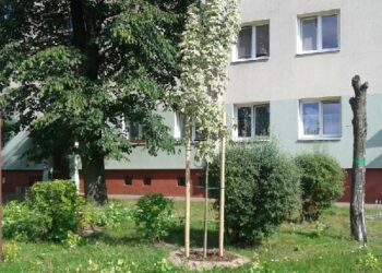 Mielec:  Za dużo drzew na Konopnickiej.