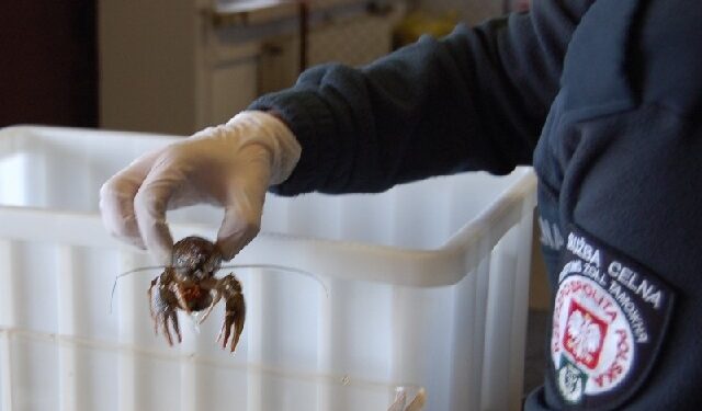 Dębica: Skrzydelnik olbrzymi i ucho morskie w paczce.