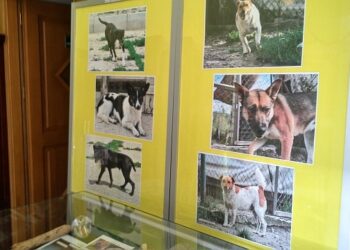 Tarnobrzeg: Bezdomne psy bohaterami wystawy