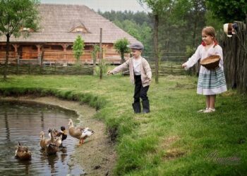 Kolbuszowa: Sesja z kurczakami i owieczką