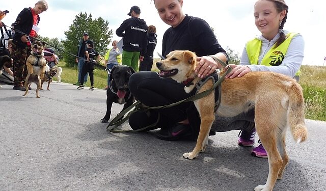 Sandomierz: I Sandomierski Dogtrekking Wiśniowy.