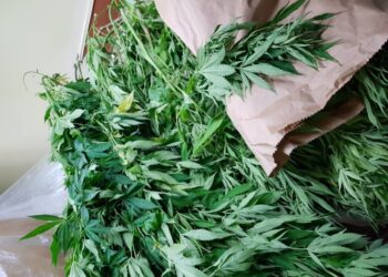 Mielec: Zarzuty za posiadanie i uprawę konopi indyjskich