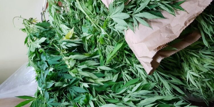 Mielec: Zarzuty za posiadanie i uprawę konopi indyjskich