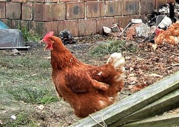 Komorów: Zderzenie motocykla z kurą.