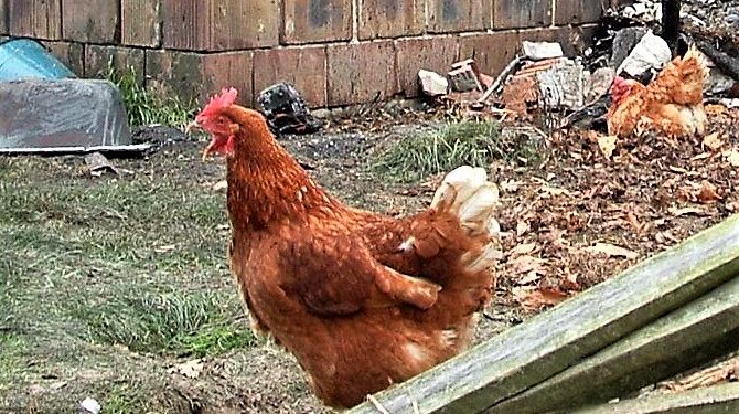 Komorów: Zderzenie motocykla z kurą.