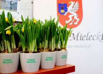 Mielec: Kto będzie radnym w radzie powiatu mieleckiego?