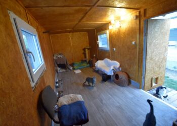 Tarnobrzeg: Przy schronisku dla zwierząt powstało kocie ranczo