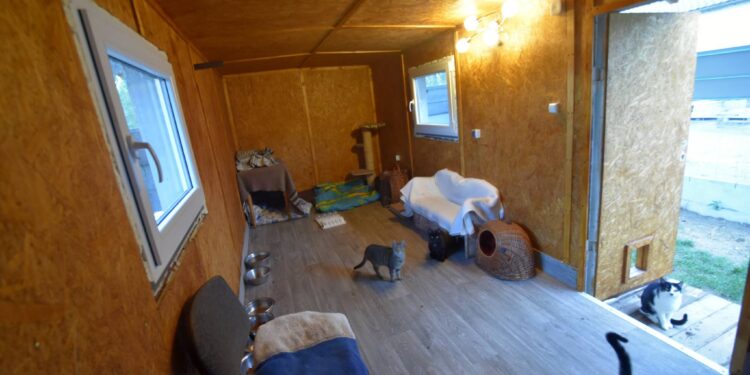 Tarnobrzeg: Przy schronisku dla zwierząt powstało kocie ranczo