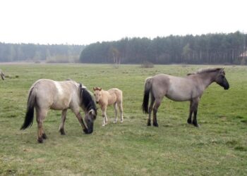 Mielec: Konik polski mówi o pogodzie?
