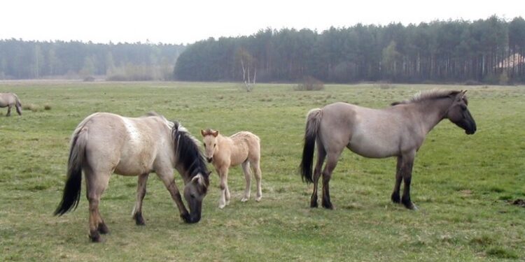 Mielec: Konik polski mówi o pogodzie?
