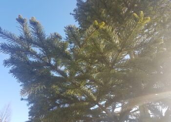 Tarnobrzeg. Jodła kaukaska się adaptuje.