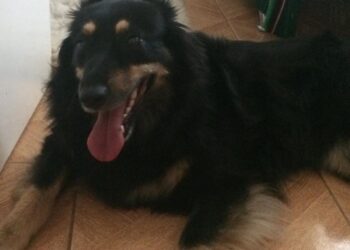 Sandomierz: Zadbaj o zwierzę w czasie mrozów.