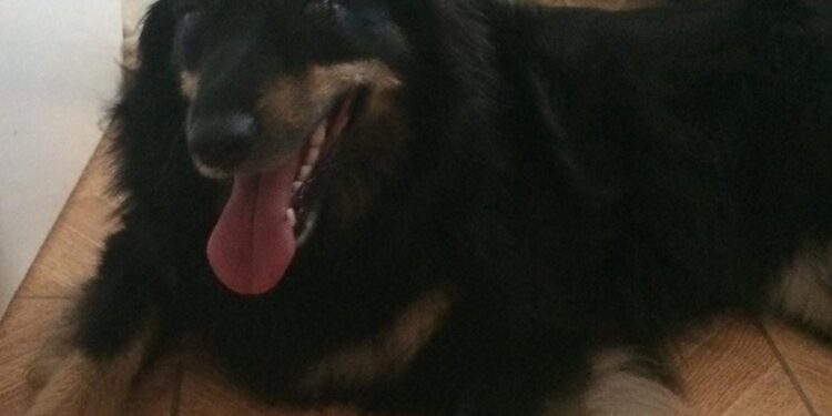 Sandomierz: Zadbaj o zwierzę w czasie mrozów.