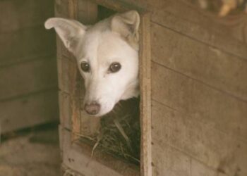 Mielec:  Czy dbamy o czworonogi ?