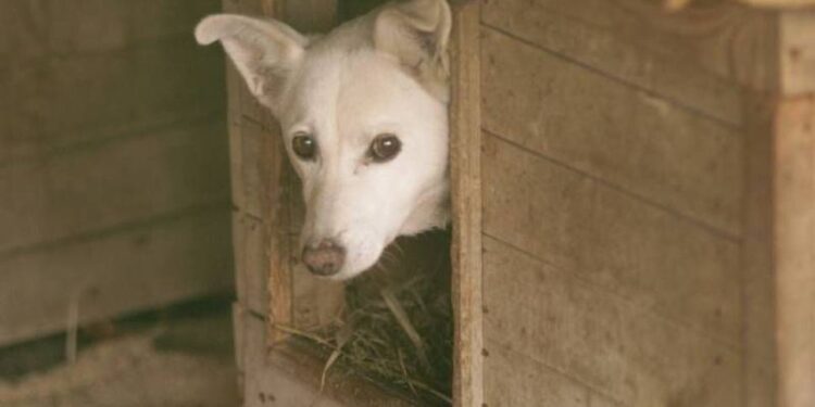 Mielec:  Czy dbamy o czworonogi ?