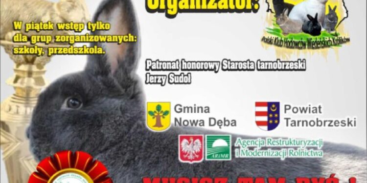 Nowa Dęba: Przyjdź i zobacz króliki wiedeńskie na wystawie