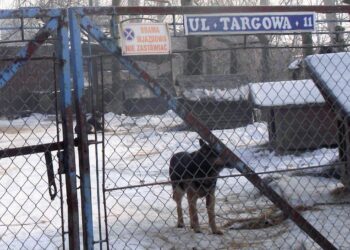 Mielec: Audyt w schronisku?