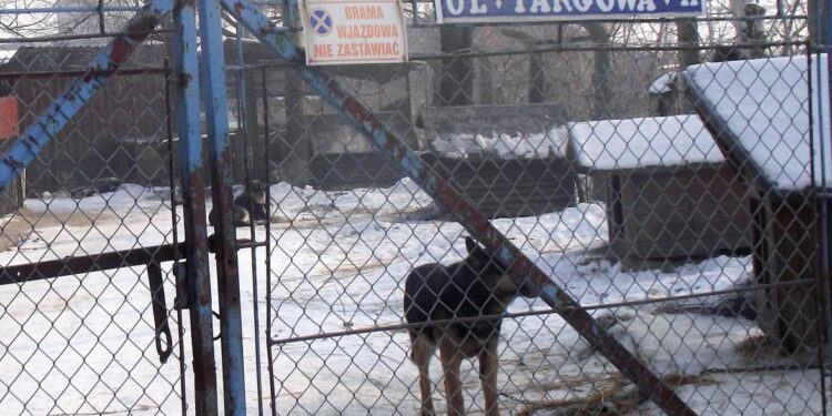 Mielec: Audyt w schronisku?