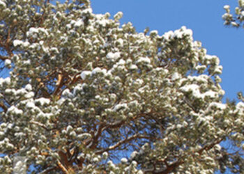 Stalowa Wola: Rozmawiali o stanie drzew na Placu Piłsudskiego