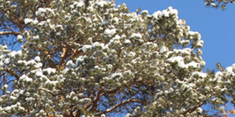 Stalowa Wola: Rozmawiali o stanie drzew na Placu Piłsudskiego