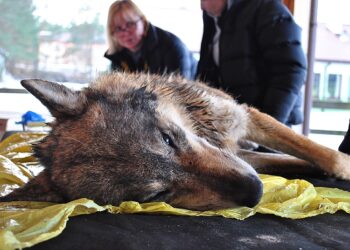Powiat tarnobrzeski: W Jamnicy znaleziono martwą wilczycę. Zginęła od wnyków.