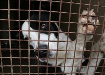 Tarnobrzeg: Pomagają zwierzętom. Szukają wolontariuszy.