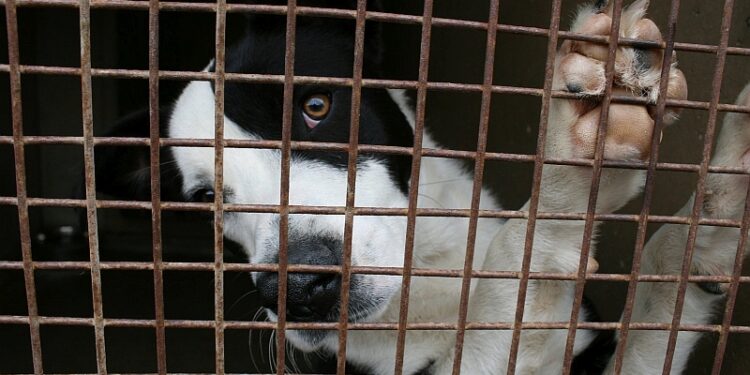 Nowa Dęba: Było przytulisko, będzie schronisko.