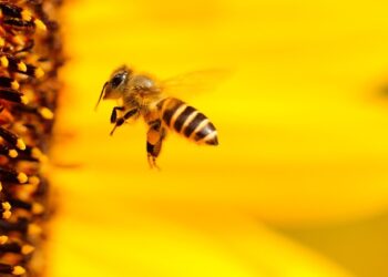 Mielec:   Pszczelarze zapraszają do siebie.