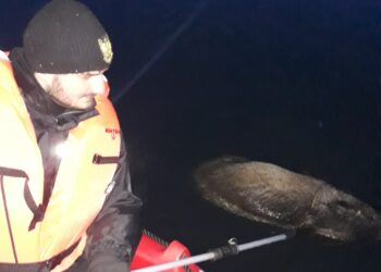 Tarnobrzeg. Siedem martwych dzików wyłowiono z Jeziora Tarnobrzeskiego.