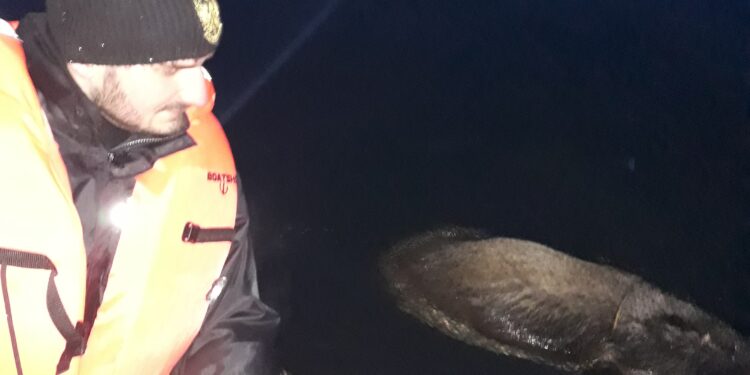 Tarnobrzeg. Siedem martwych dzików wyłowiono z Jeziora Tarnobrzeskiego.