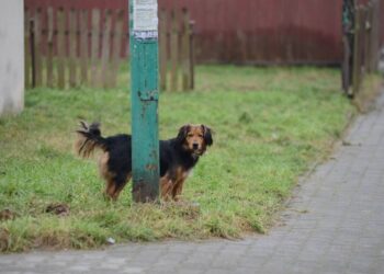 Przecław: Pilnujmy swoich czworonogów