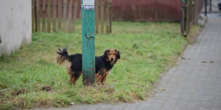 Przecław: Pilnujmy swoich czworonogów