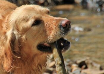 Mielec:  To nie tylko przyjemność ale także i obowiązek!