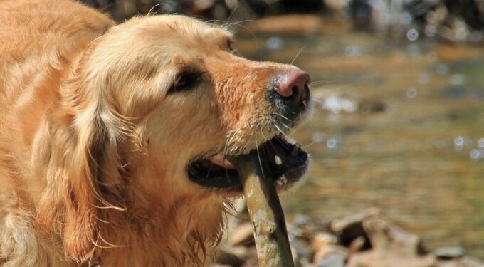 Mielec:  To nie tylko przyjemność ale także i obowiązek!