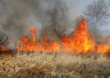 Mielec: Apelują  o niewypalanie traw!
