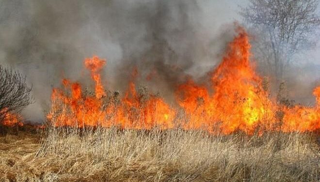Mielec: Apelują  o niewypalanie traw!
