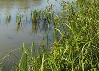 Przyszów: W tym roku ruszy zagospodarowanie starorzecza