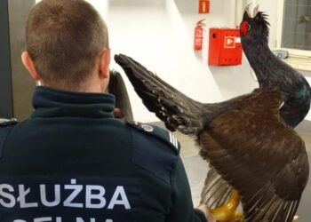 Region: Udaremnili przemyt spreparowanych okazów chronionych ptaków