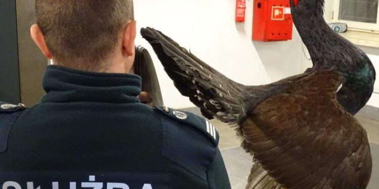 Region: Udaremnili przemyt spreparowanych okazów chronionych ptaków
