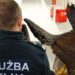 Region: Udaremnili przemyt spreparowanych okazów chronionych ptaków