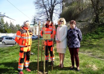 Sandomierz: Pamiątkowe drzewko w stulecie PCK.