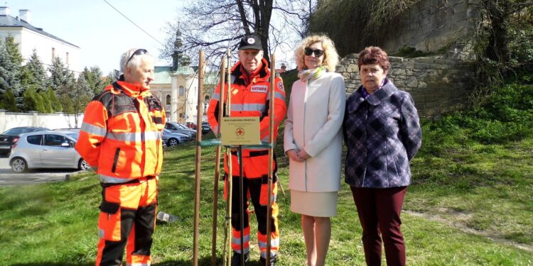 Sandomierz: Pamiątkowe drzewko w stulecie PCK.
