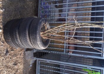 Sandomierz: Żeby psy miały cień.