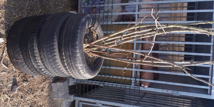 Sandomierz: Żeby psy miały cień.