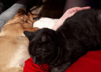 Sandomierz: Pomagają bezdomnym kotom.