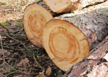 Nowa Dęba, Majdan Królewski. Bracia kradli drewno. Grozi im do 5 lat więzienia.