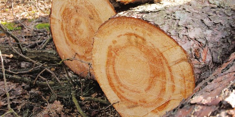 Nowa Dęba, Majdan Królewski. Bracia kradli drewno. Grozi im do 5 lat więzienia.