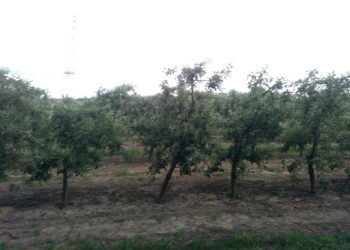 Sandomierz: Czy grozi nam susza?