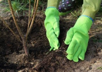 Mielec:   Sadzimy razem z Nadleśnictwem Mielec.